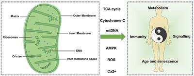 Mitochondrial Dynamics and Mitophagy in Cardiometabolic Disease
